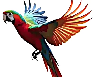 Mimsy the parrot